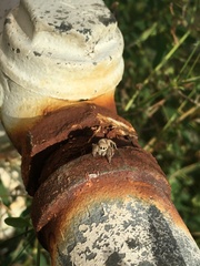 Habronattus hirsutus