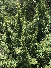 Metastelma arizonicum