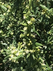 Metastelma arizonicum