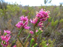 Erica vogelpoelii