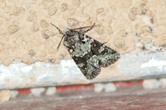 Lacinipolia strigicollis