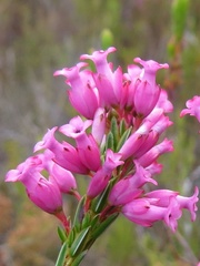 Erica vogelpoelii