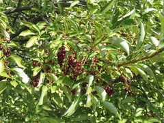 Prunus virginiana