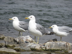 Larus californicus