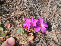 Oxalis hirta hirta