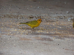Sicalis flaveola flaveola