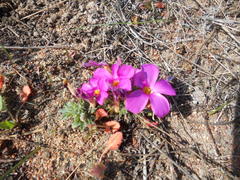 Oxalis hirta hirta