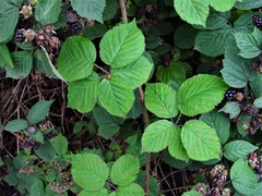Rubus halsteadensis