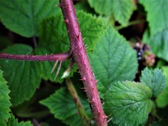 Rubus halsteadensis