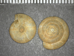 Pleurodiscus balmei
