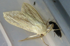 Leucanopsis lurida
