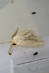 Leucanopsis lurida