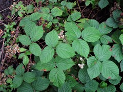 Rubus halsteadensis