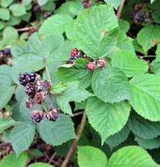 Rubus halsteadensis