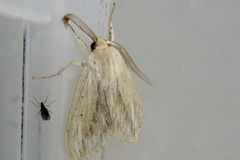 Leucanopsis lurida