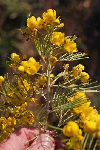 Senna artemisioides