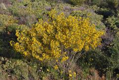 Senna artemisioides artemisioides