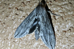 Sphinx asellus