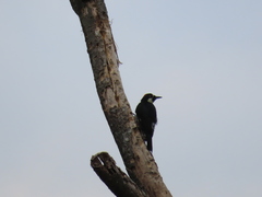Melanerpes formicivorus flavigula