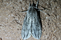 Sphinx asellus