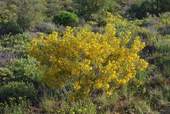 Senna artemisioides artemisioides