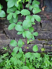 Rubus elegantispinosus