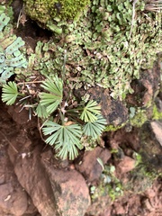 Actiniopteris radiata