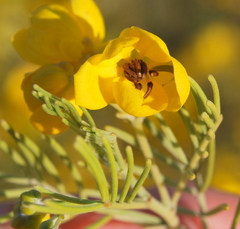 Senna artemisioides artemisioides