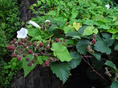Rubus elegantispinosus