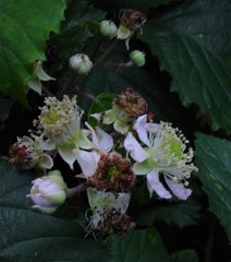 Rubus elegantispinosus