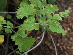 Pseudodictamnus africanus