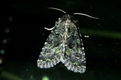 Paramiana smaragdina