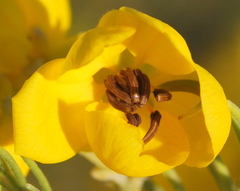 Senna artemisioides artemisioides