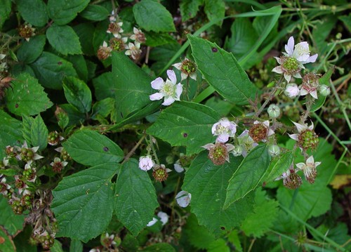 Eagle's-talon Bramble (Rubus infestus)