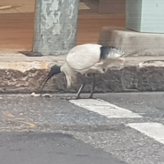 Threskiornis molucca