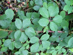 Rubus infestus