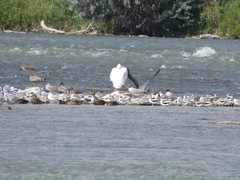 Pelecanus erythrorhynchos