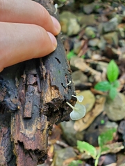 Roridomyces austrororidus