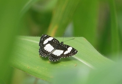 Neptis serena serena