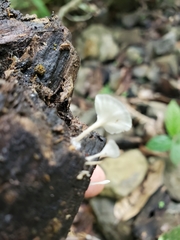 Roridomyces austrororidus