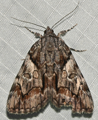 Catocala blandula