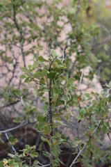 Searsia populifolia