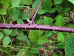 Rubus echinatoides