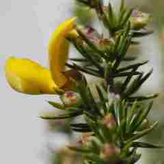 Aspalathus hirta hirta