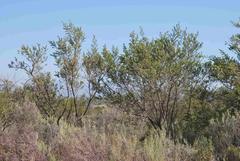 Aspalathus hirta hirta