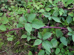 Rubus echinatoides