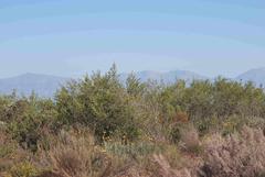 Aspalathus hirta hirta