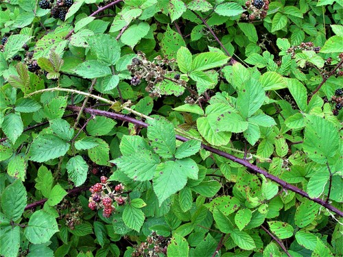Notch-petal Radulan (Rubus echinatoides)