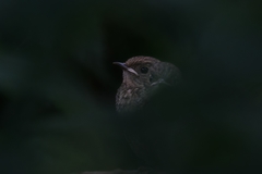 Phoenicurus phoenicurus