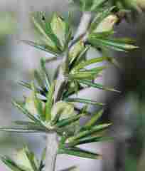 Aspalathus hirta hirta